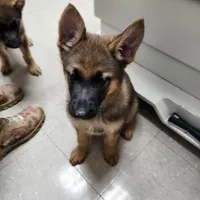 Lady, a female German Shepherd Dog for sale in Cottondale, FL – 3 of 4