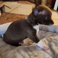 Timmy, a male Chihuahua for sale in Cottondale, FL – 2 of 7
