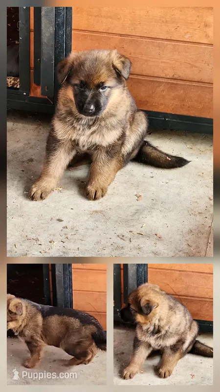 Gypsy  – German Shepherd Dog puppy for sale in Cottondale, FL