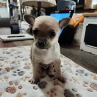 Lil Jack, a male Chihuahua for sale in Cottondale, FL – 3 of 5