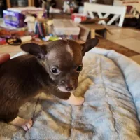 Timmy, a male Chihuahua for sale in Cottondale, FL – 6 of 7