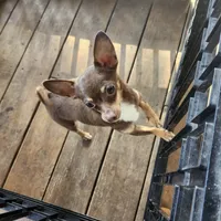 Leo, a male Chihuahua for sale in Cottondale, FL – 4 of 4