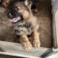 Gypsy , a female German Shepherd Dog for sale in Cottondale, FL – 7 of 9