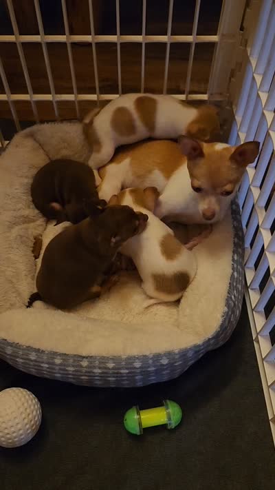 Suzie Q, a female Chihuahua for sale in Cottondale, FL – 2 of 2
