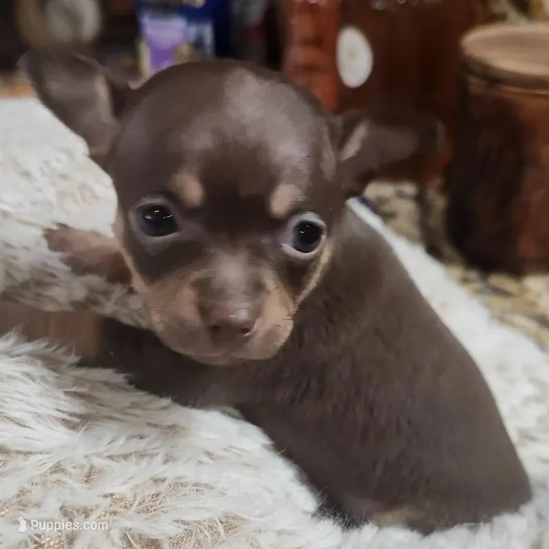 Suzie – Chihuahua puppy for sale in Cottondale, FL