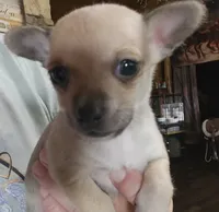 Lil Jack, a male Chihuahua for sale in Cottondale, FL – 1 of 5