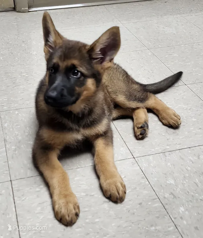 Lady – German Shepherd Dog puppy for sale in Cottondale, FL