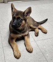 Lady, a female German Shepherd Dog for sale in Cottondale, FL – 1 of 4