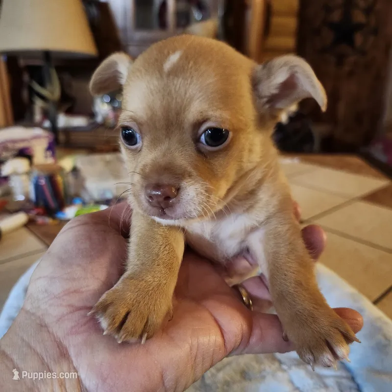 Tanner – Chihuahua puppy for sale in Cottondale, FL