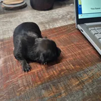 Luna, a female Chihuahua for sale in Cottondale, FL – 4 of 4