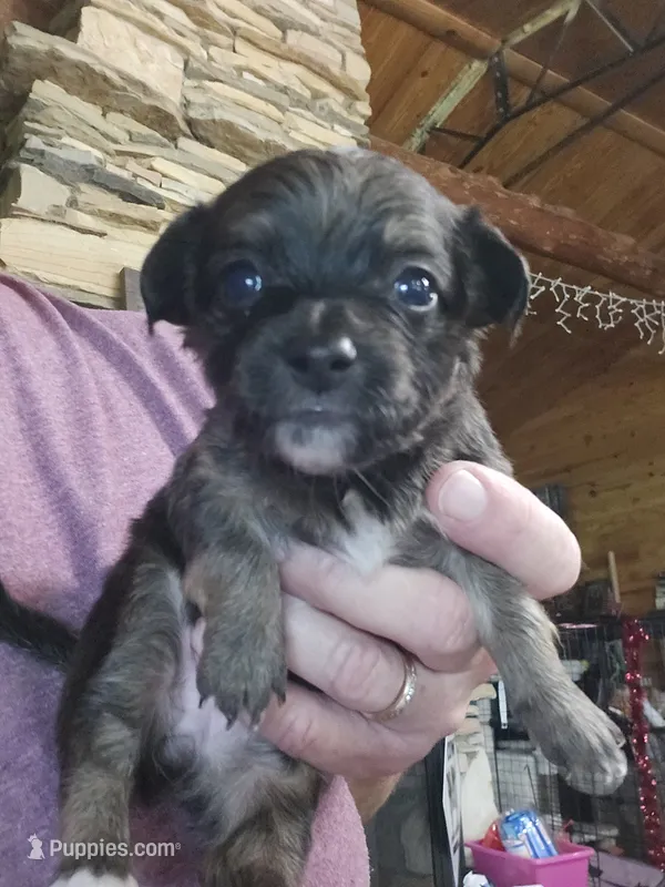 Luna – Chihuahua puppy for sale in Cottondale, FL