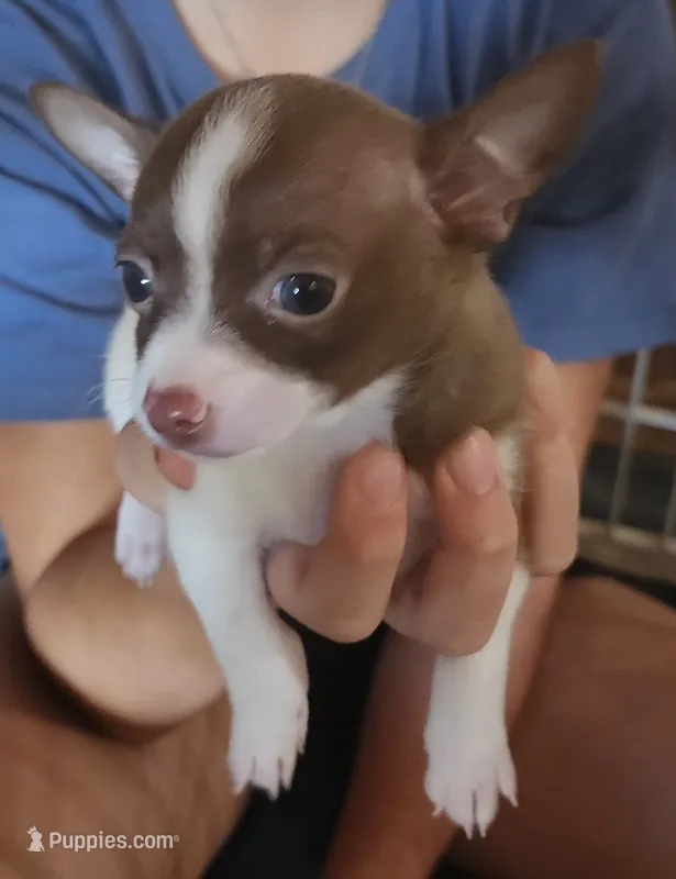 Patcher – Chihuahua puppy for sale in Cottondale, FL