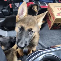 Lady, a female German Shepherd Dog for sale in Cottondale, FL – 4 of 4