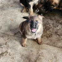 Gypsy , a female German Shepherd Dog for sale in Cottondale, FL – 9 of 9