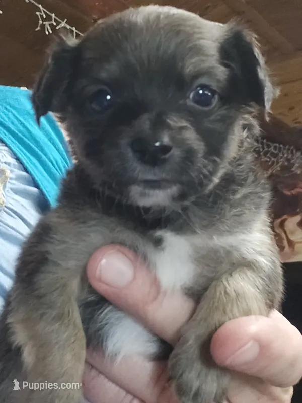 Luna – Chihuahua puppy for sale in Cottondale, FL