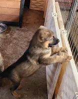 Gypsy , a female German Shepherd Dog for sale in Cottondale, FL – 5 of 9
