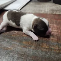Patcher, a male Chihuahua for sale in Cottondale, FL – 2 of 3