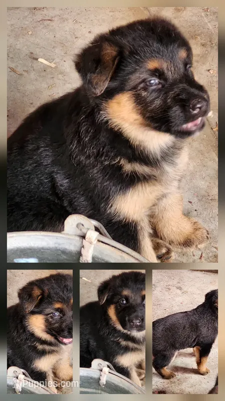Rage – German Shepherd Dog puppy on hold in Cottondale, FL