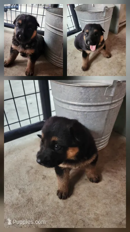 Zena – German Shepherd Dog puppy for sale in Cottondale, FL