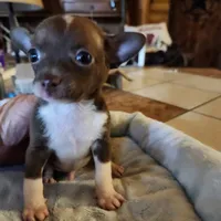 Timmy, a male Chihuahua for sale in Cottondale, FL – 5 of 7