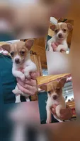 Oscar, a male Chihuahua for sale in Cottondale, FL – 2 of 3