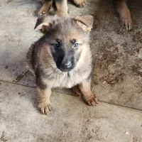Gypsy , a female German Shepherd Dog for sale in Cottondale, FL – 8 of 9