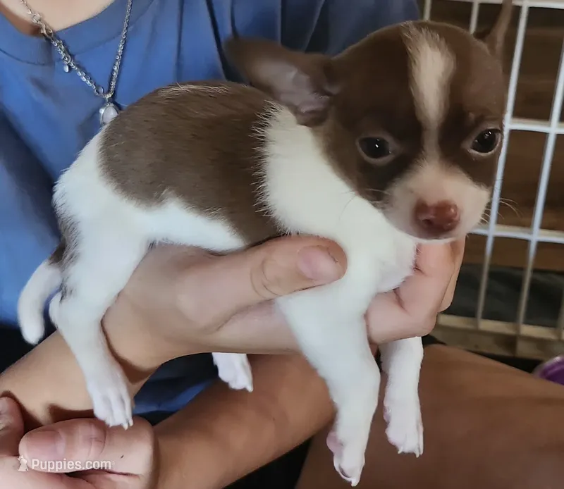 Patcher – Chihuahua puppy for sale in Cottondale, FL