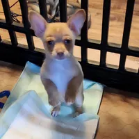 Teddy, a male Chihuahua for sale in Cottondale, FL – 2 of 5
