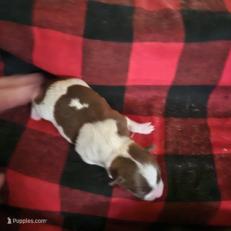 Patcher – Chihuahua puppy for sale in Cottondale, FL