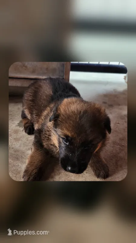Gypsy , a female German Shepherd Dog for sale in Cottondale, FL – 1 of 2