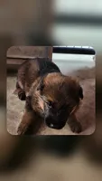 Gypsy , a female German Shepherd Dog for sale in Cottondale, FL – 1 of 2