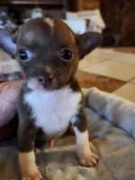 Timmy, a male Chihuahua for sale in Cottondale, FL – 3 of 7