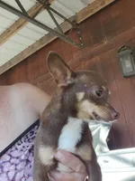 Leo, a male Chihuahua for sale in Cottondale, FL – 3 of 4