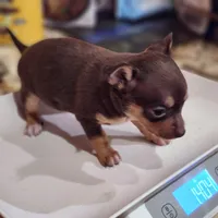 Suzie Q, a female Chihuahua for sale in Cottondale, FL – 1 of 2