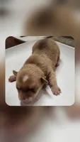 Tanner, a male Chihuahua for sale in Cottondale, FL – 1 of 1