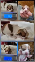 Oscar, a male Chihuahua for sale in Cottondale, FL – 3 of 3