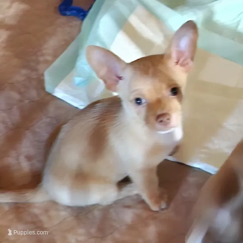 Teddy – Chihuahua puppy for sale in Cottondale, FL