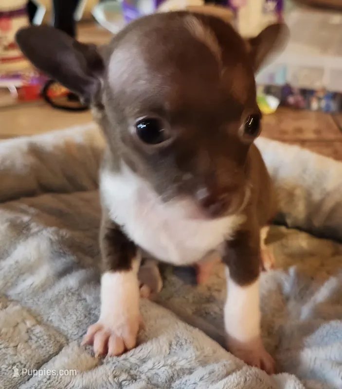 Timmy – Chihuahua puppy for sale in Cottondale, FL