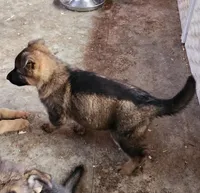 Gypsy , a female German Shepherd Dog for sale in Cottondale, FL – 6 of 9