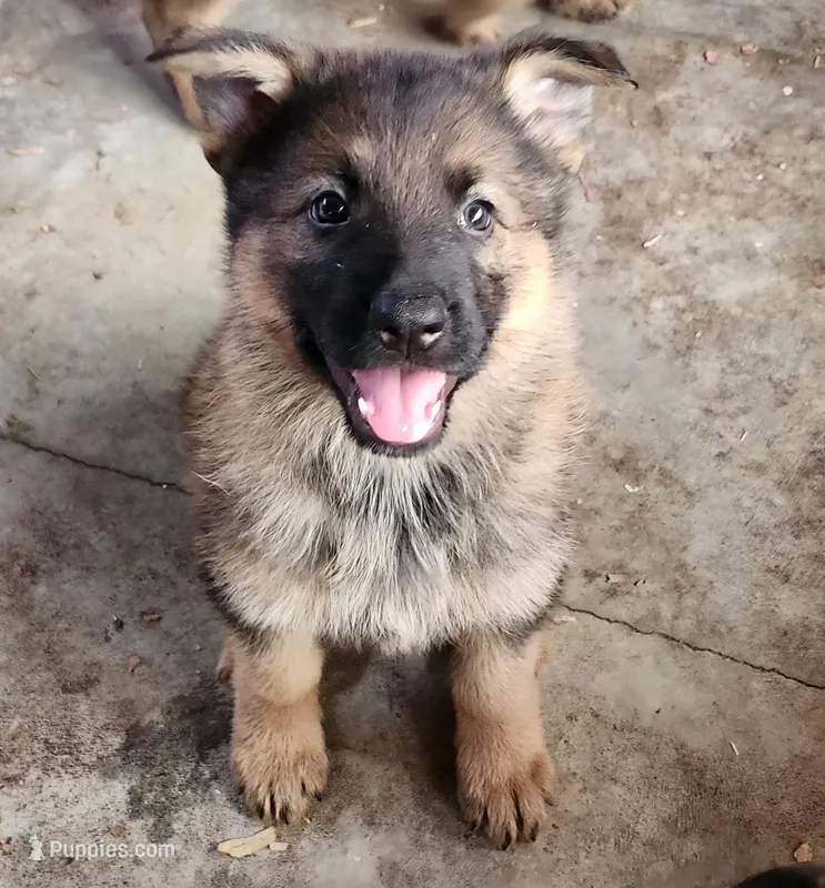 Gypsy  – German Shepherd Dog puppy for sale in Cottondale, FL