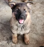 Gypsy , a female German Shepherd Dog for sale in Cottondale, FL – 1 of 9