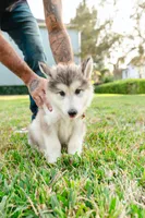 Shadow, a female Alaskan Malamute for sale in Casselberry, FL – Photo 4 of 4