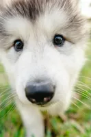 Shadow, a female Alaskan Malamute for sale in Casselberry, FL – Photo 1 of 4