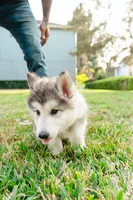 Shadow, a female Alaskan Malamute for sale in Casselberry, FL – Photo 3 of 4