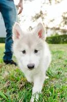 Princess, a female Alaskan Malamute for sale in Casselberry, FL – Photo 1 of 2