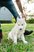 Princess, a female Alaskan Malamute for sale in Casselberry, FL – Photo 2 of 2