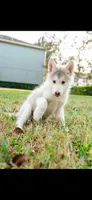 Bruna , a female Alaskan Malamute for sale in Casselberry, FL – Photo 1 of 2