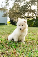 Pearl, a female Alaskan Malamute for sale in Casselberry, FL – Photo 5 of 5