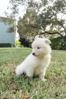Pearl, a female Alaskan Malamute for sale in Casselberry, FL – Photo 1 of 5