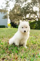 Pearl, a female Alaskan Malamute for sale in Casselberry, FL – Photo 4 of 5